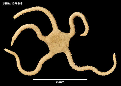 Image of Ophioplocus incipiens (Koehler 1922)