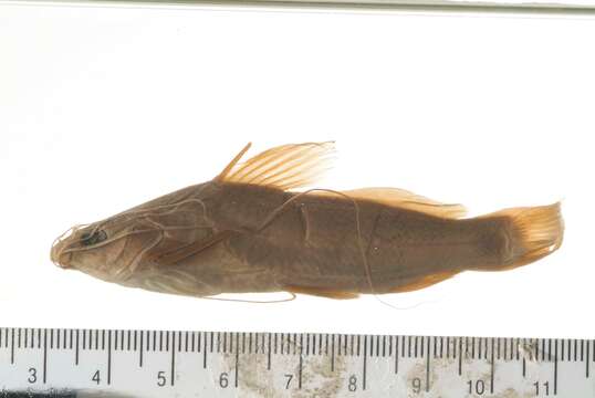 Image of Gangetic mystus