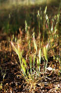 Image of Hordeum L.