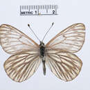Image de Tatochila sagittata Röber 1908