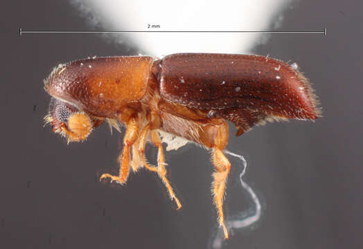 Image of Monarthrum bituberculatum Wood 2007