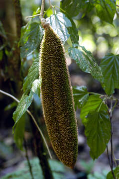 Image of Monkey comb