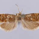 Image of Epinotia cruciana (Linnaeus 1761)