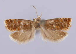 Image of Epinotia cruciana (Linnaeus 1761)