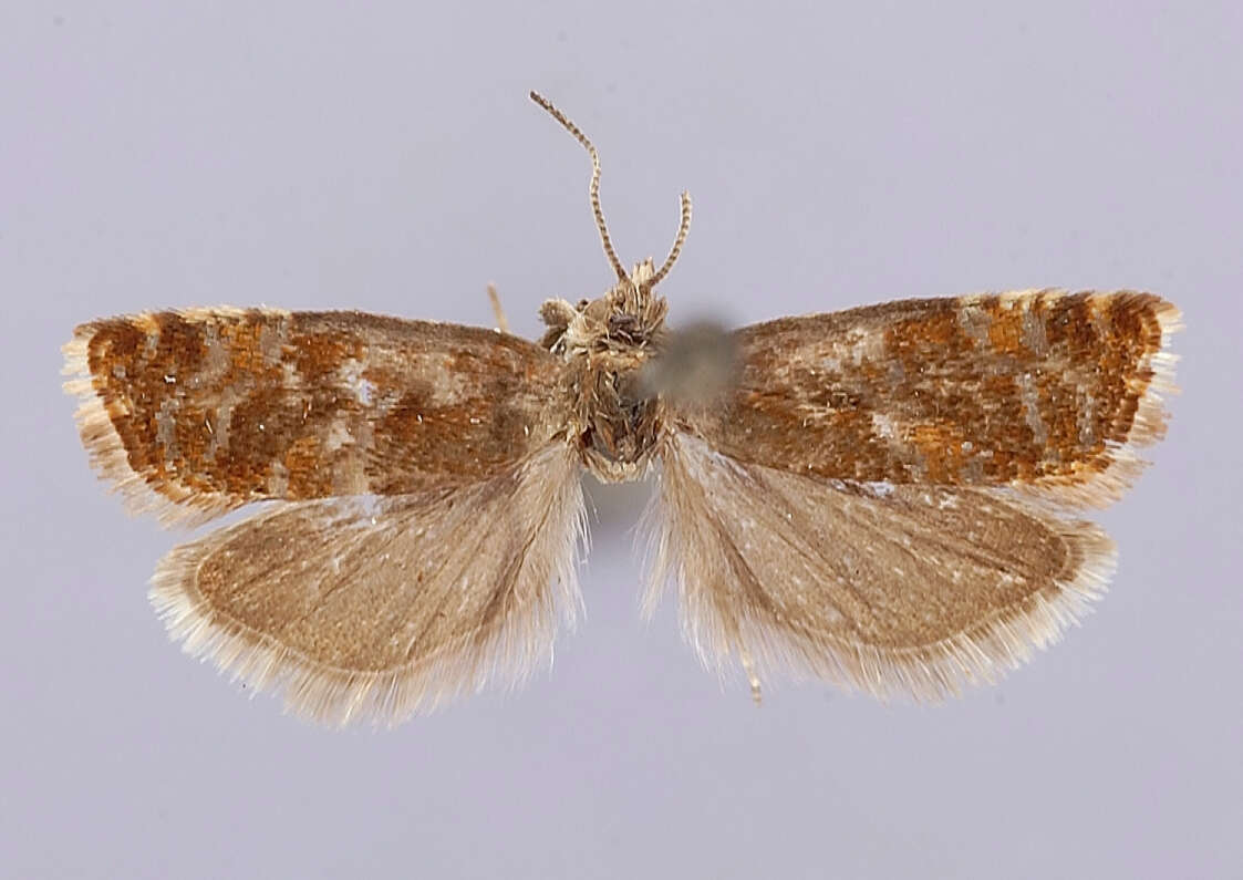 Image of Epinotia cruciana (Linnaeus 1761)