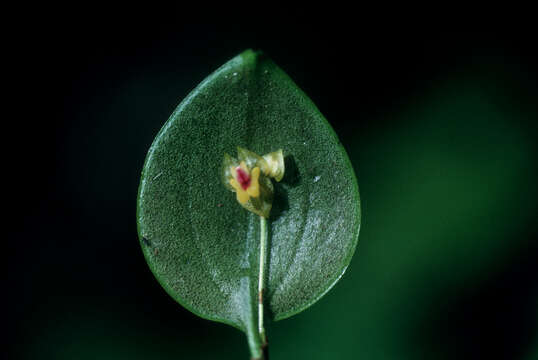 Image de Lepanthes veleziana Stimson