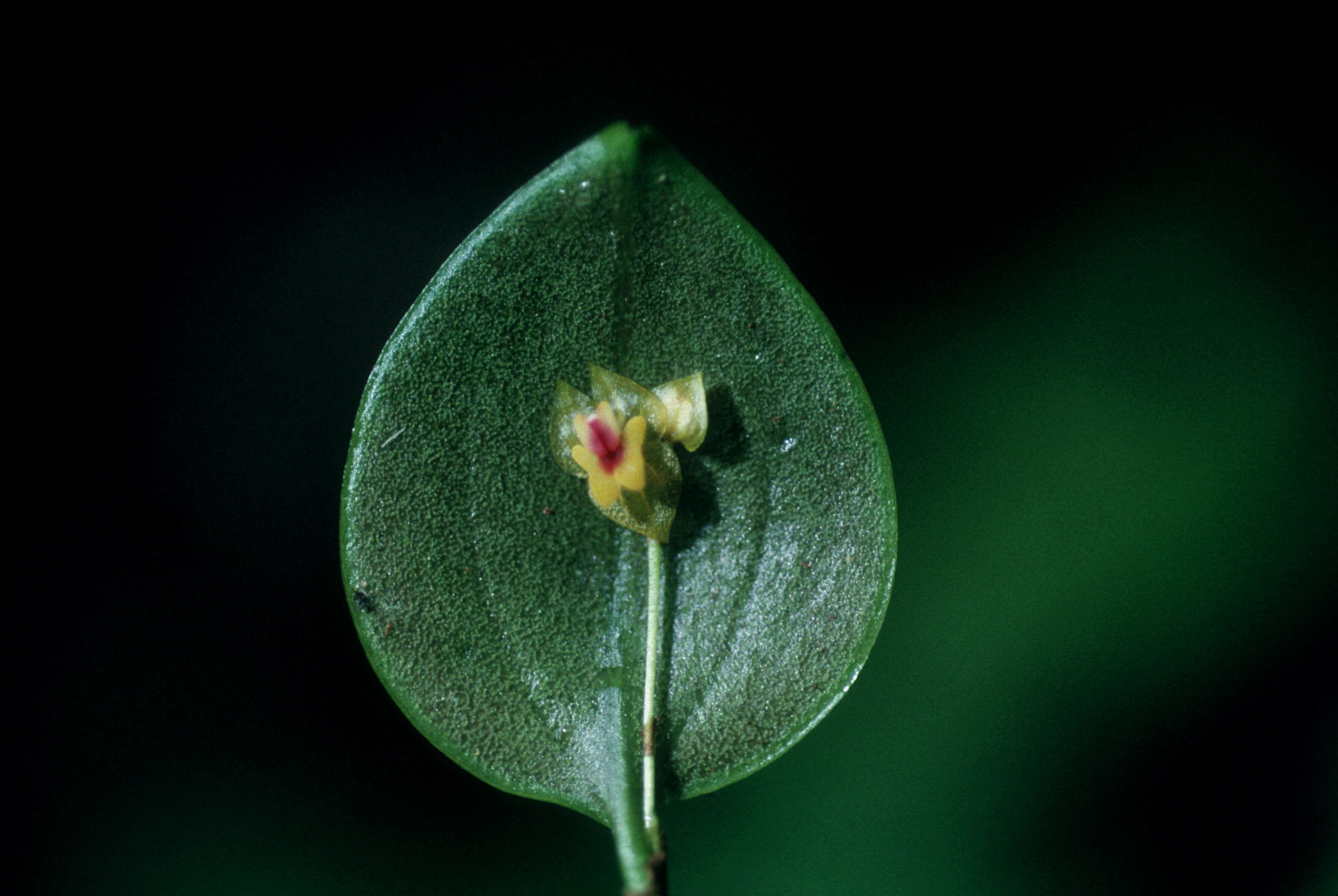 Image of Puerto Rico babyboot orchid