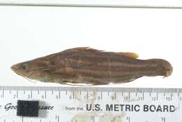 Image of Striped catfish