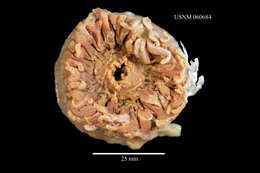 صورة Corallimorphus profundus Moseley 1877