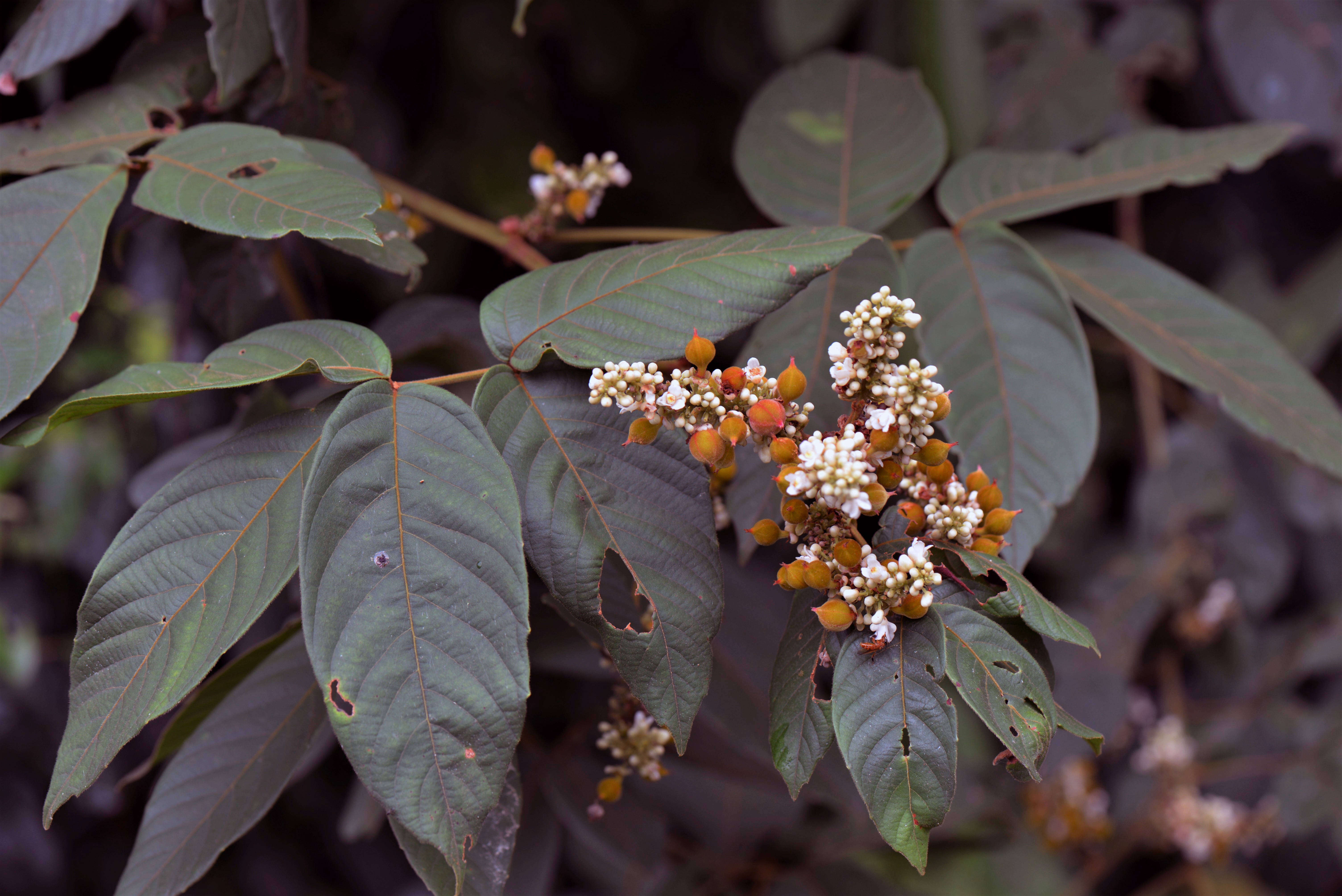 Imagem de Paullinia stellata L. Radlk.