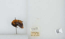 Image of Bombus opulentus Smith 1861