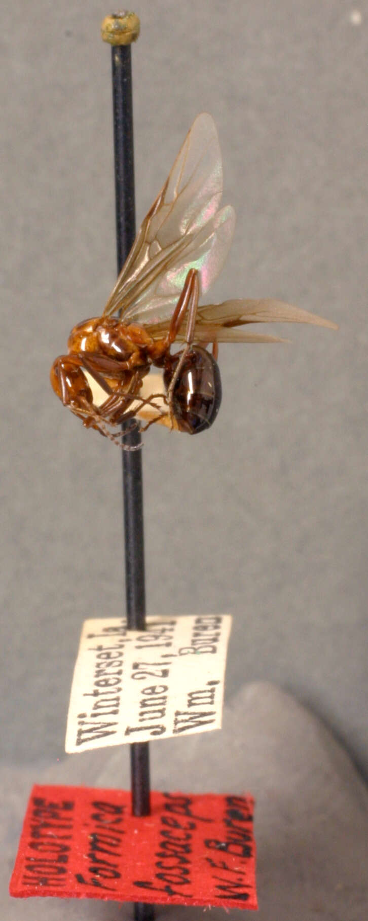 Imagem de Formica fossaceps Buren 1942