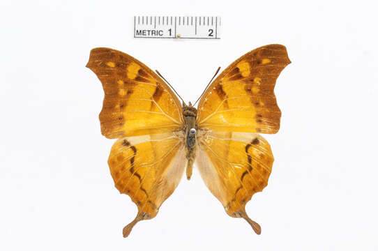 Charaxes zoolina Westwood (1850)的圖片