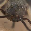 صورة Arachnotheutes aegyptorum (Priesner 1955)