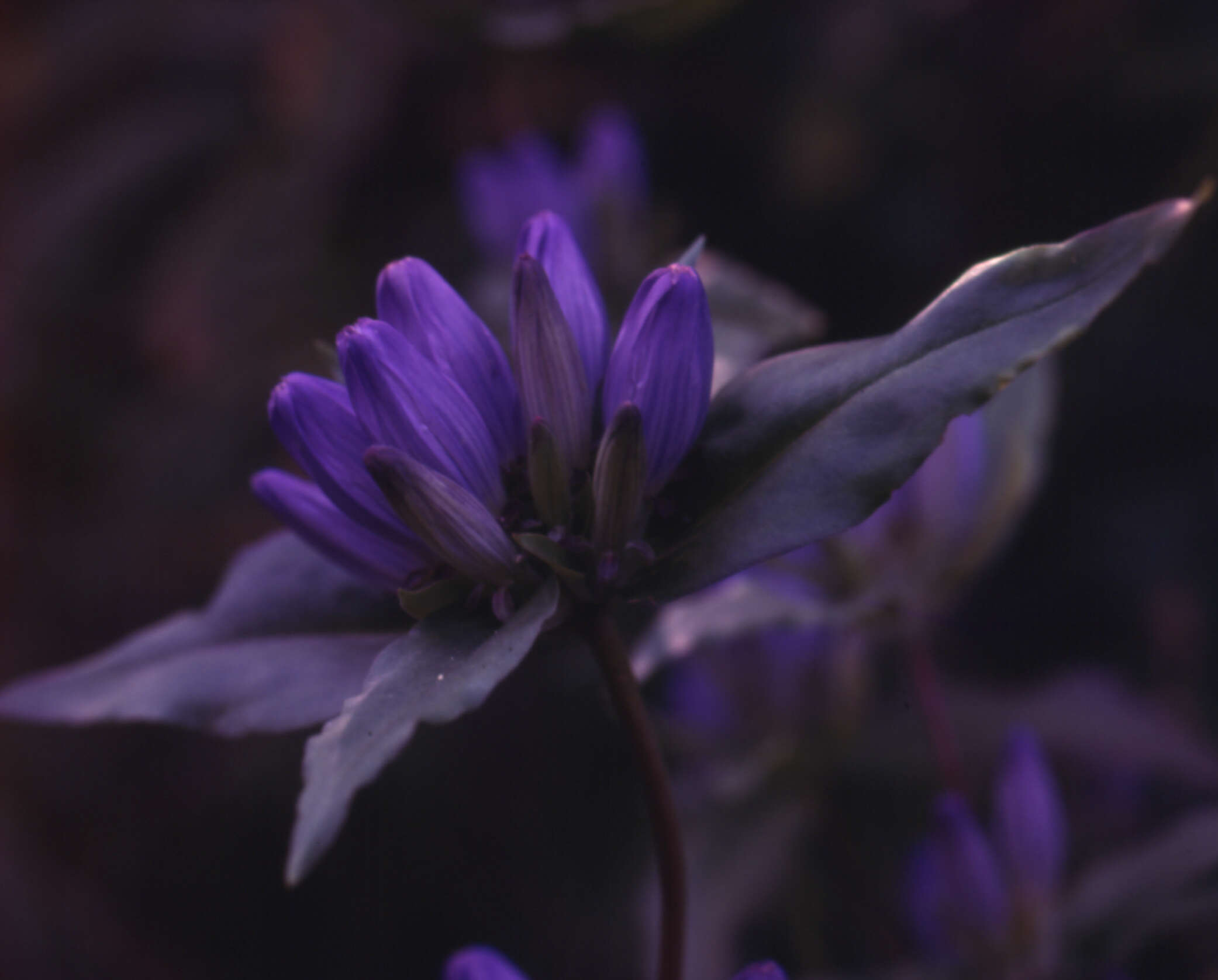 Image of closed bottle gentian