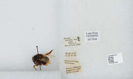 Image of Bombus flavescens Smith 1852