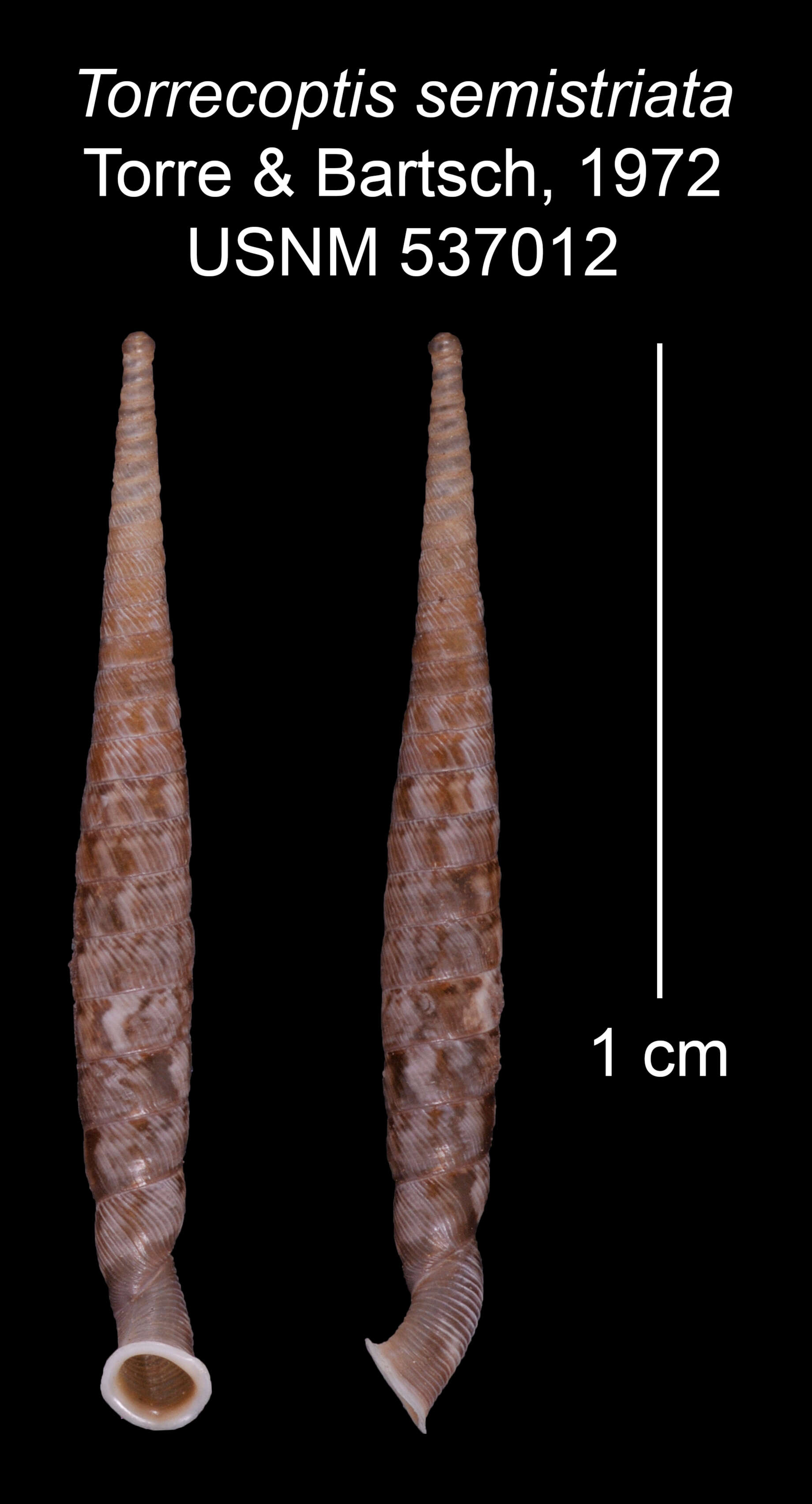 Imagem de Torrecoptis semistriata C. de la Torre & Bartsch 1972