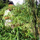 صورة Ampelocalamus scandens Hsueh & W. D. Li