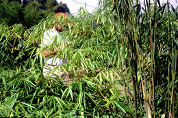 صورة Ampelocalamus