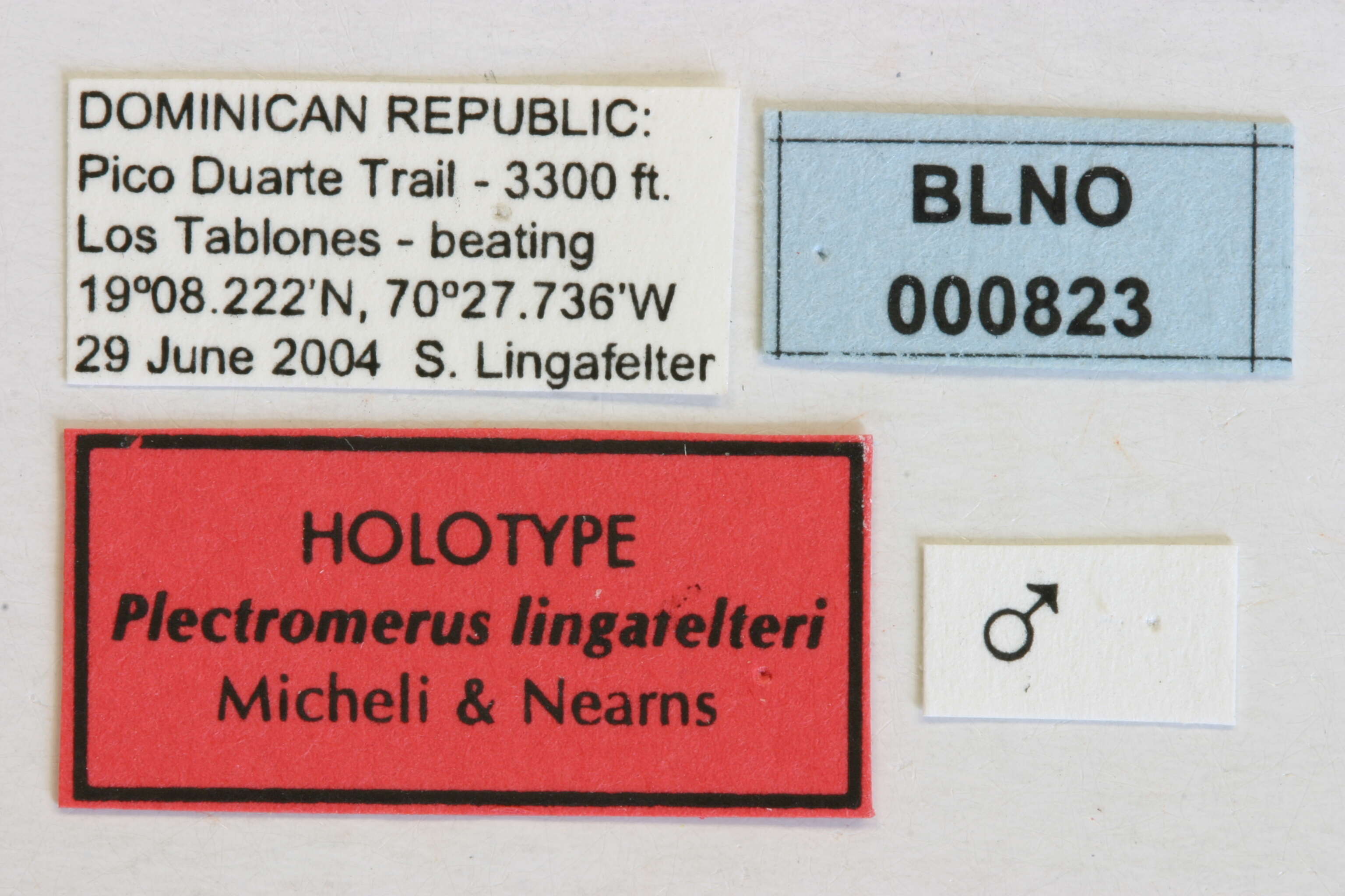 Image of Plectromerus lingafelteri Micheli & Nearns 2005