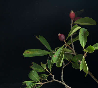 Image of Eugenia salamensis Donn. Sm.