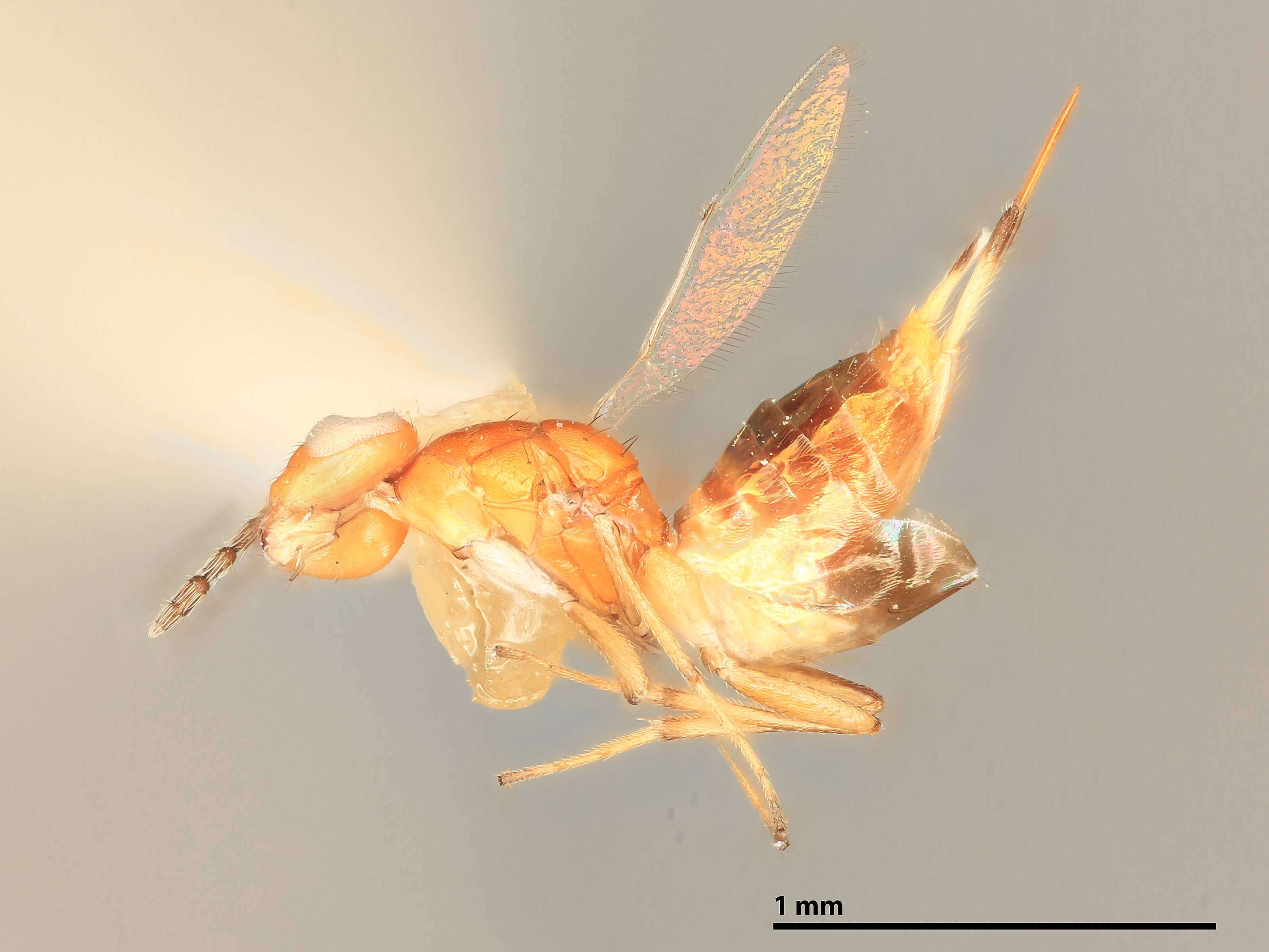 Sivun Allocerastichus kuva