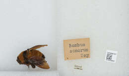 Image of Sonoran Bumble Bee