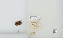 Image of Black Tail Bumble Bee