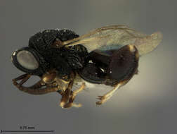 صورة Brachymeria prodeniae (Ashmead 1904)