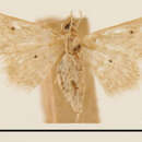 Image of Idaea lanceolescens Dyar 1914