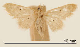 Image of Idaea lanceolescens Dyar 1914