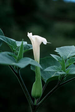 Image de Datura innoxia P. Miller