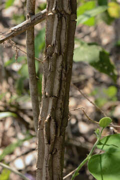 Image of Aristolochia L.