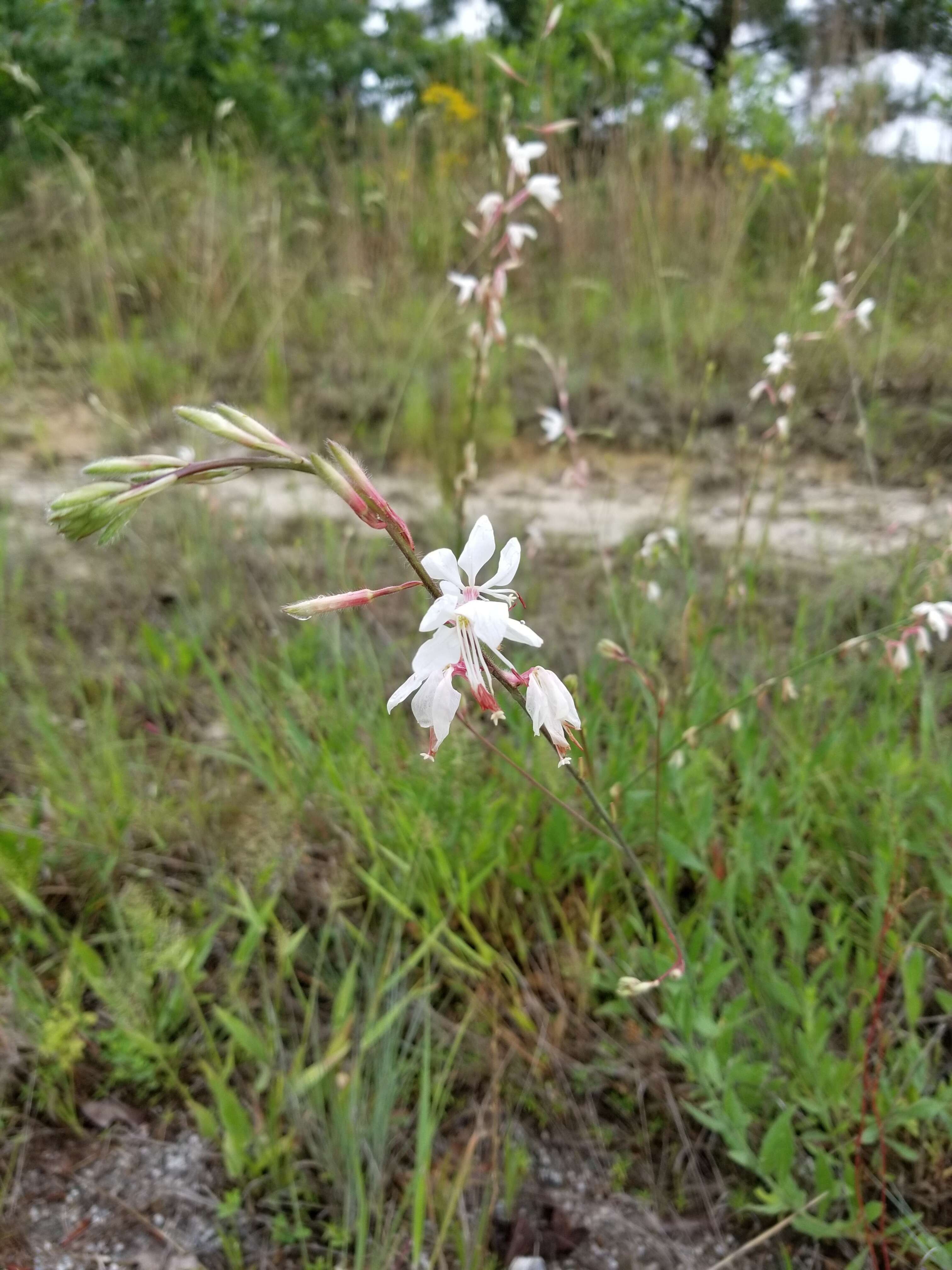 Oenothera filipes (Spach) W. L. Wagner & Hoch resmi