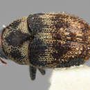 Image of Hylesinus caseariae Wood 1986