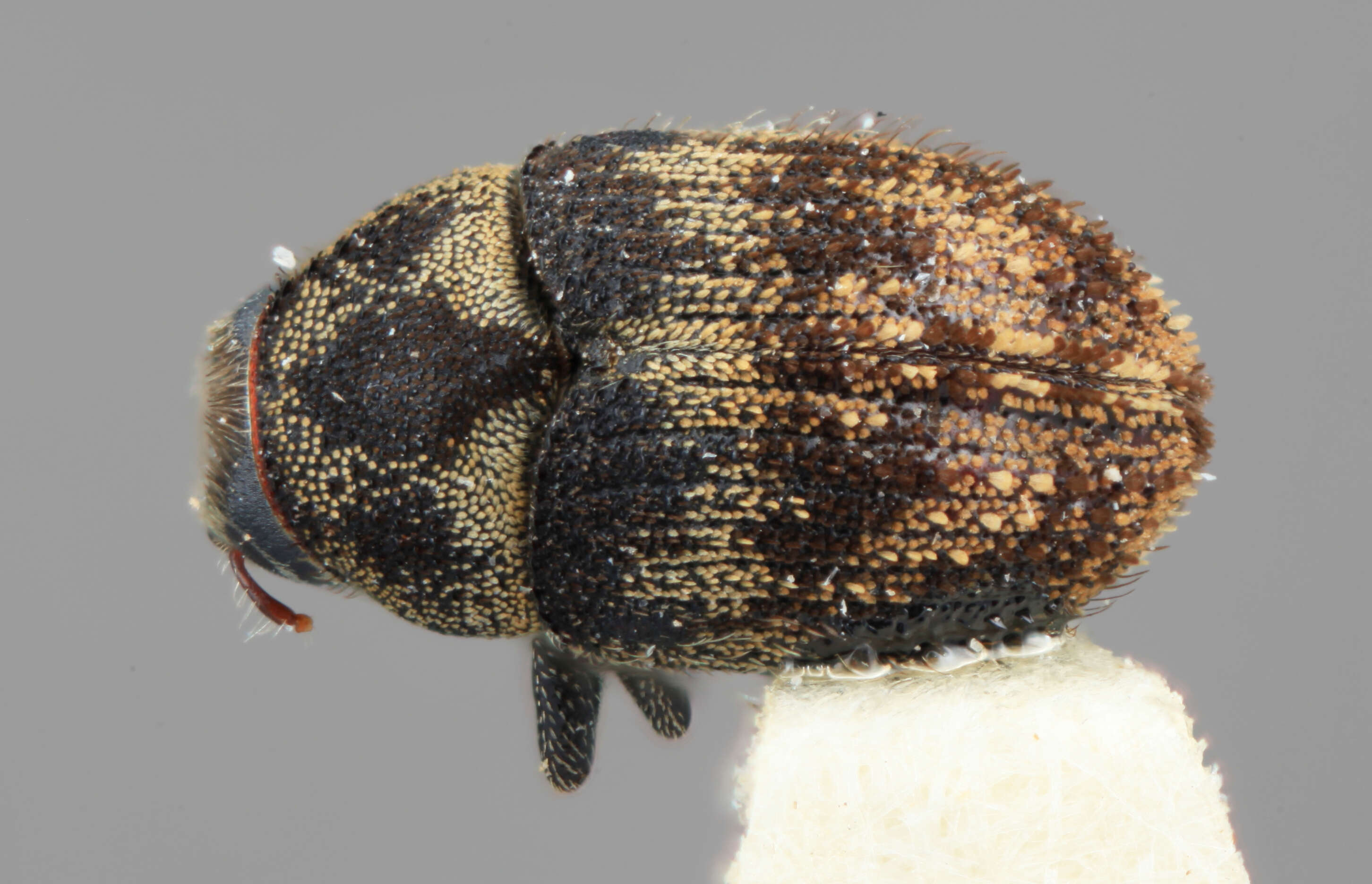 Image of Hylesinus caseariae Wood 1986