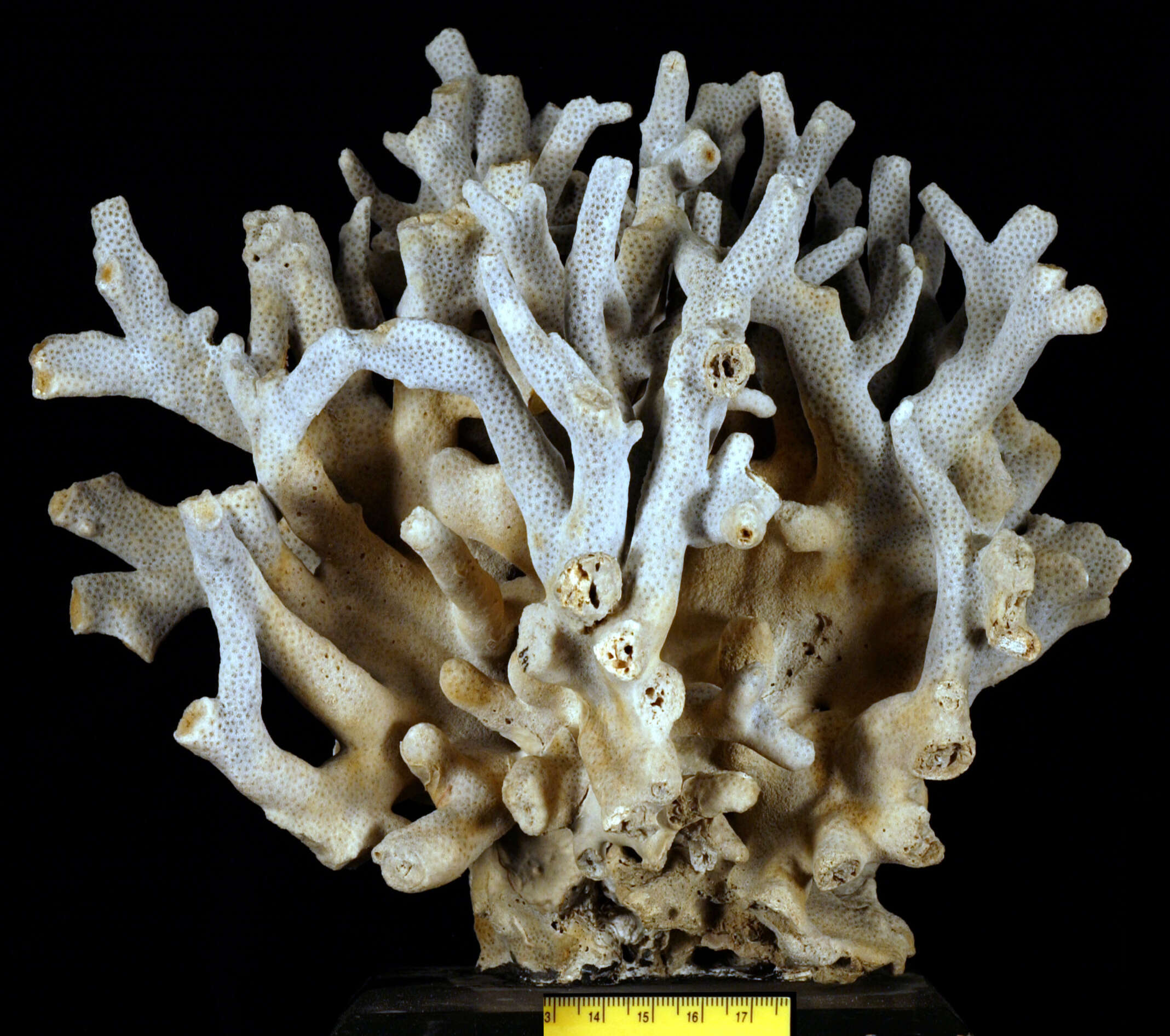 Image of hump coral