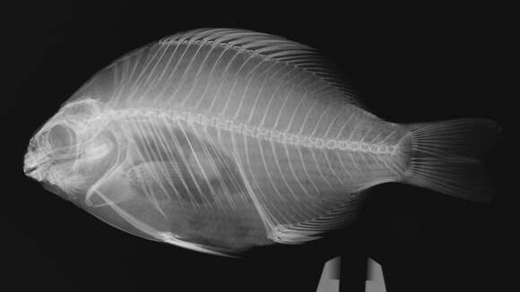 Image of Zebra perch