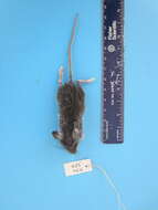 Image of Deer Mouse