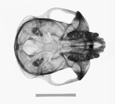Image of Piliocolobus badius temminckii (Kuhl 1820)