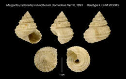 Image of Calliotropis infundibulum (R. B. Watson 1879)