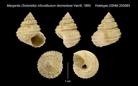 Calliotropis infundibulum (R. B. Watson 1879)的圖片