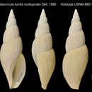 Image of Belaturricula turrita multispiralis Dell 1990