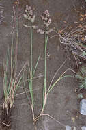 Image of Poa alopecurus (Gaudich. ex Mirb.) Kunth