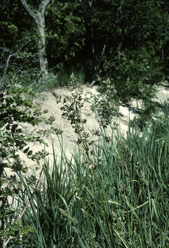 Image of Cocksfoot or Orchard Grass