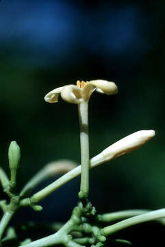 Image of papaya