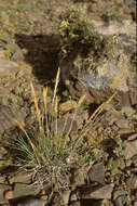 Image of Trisetum Pers.