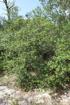 Image of Myrtle Oak