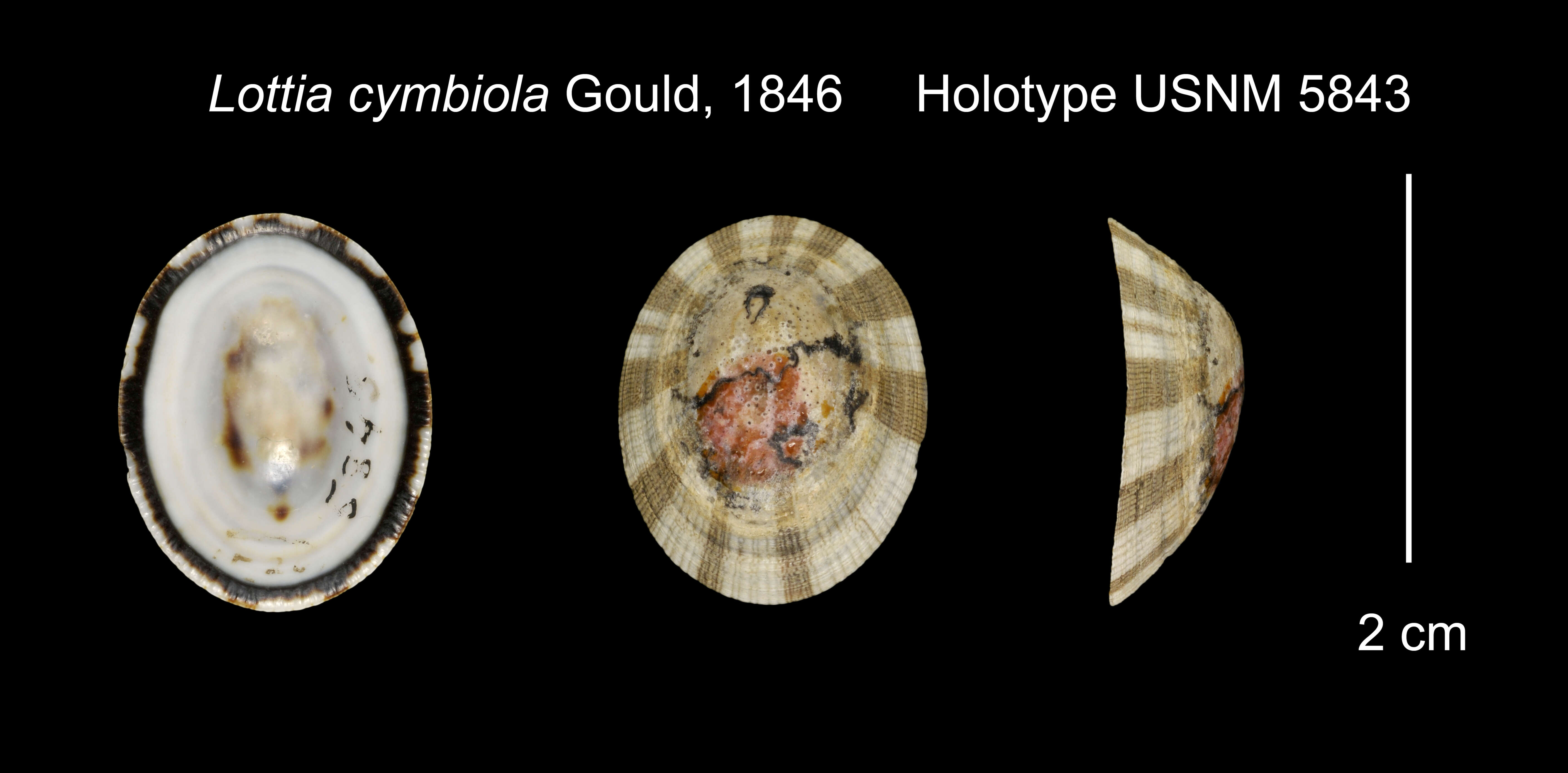 Image of Lottia cymbiola Gould 1846