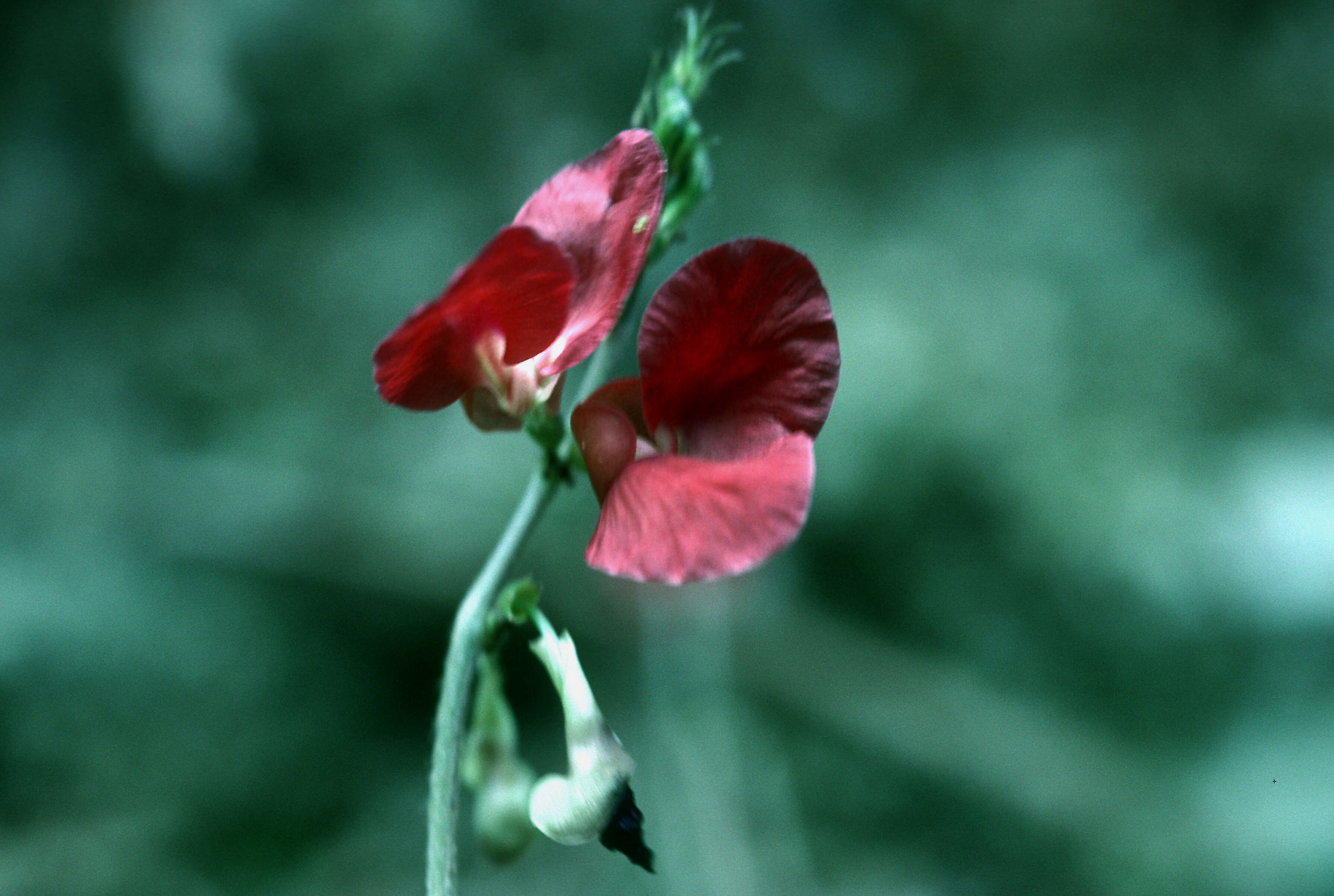 Image of wild bushbean